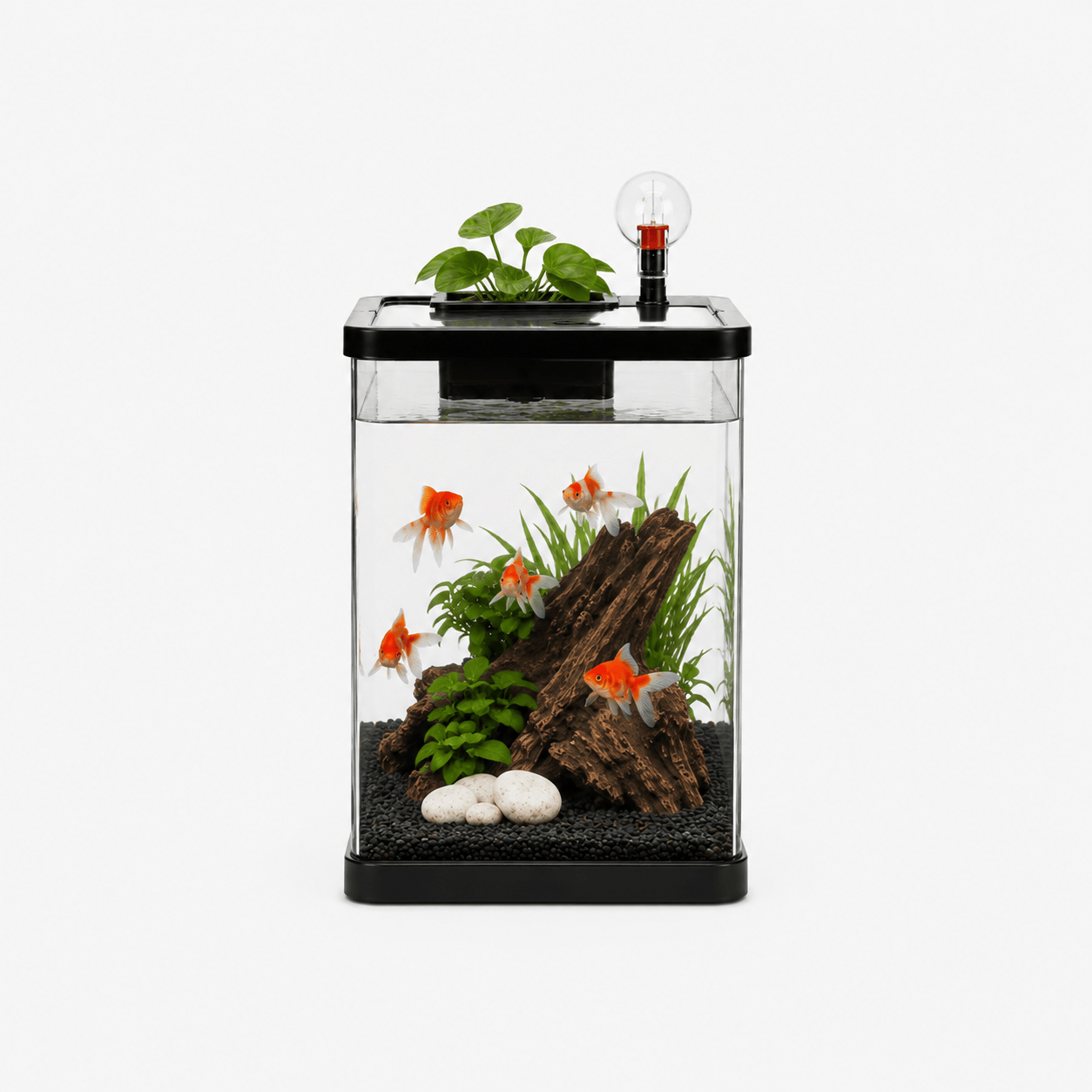 Aquarium Modern Design