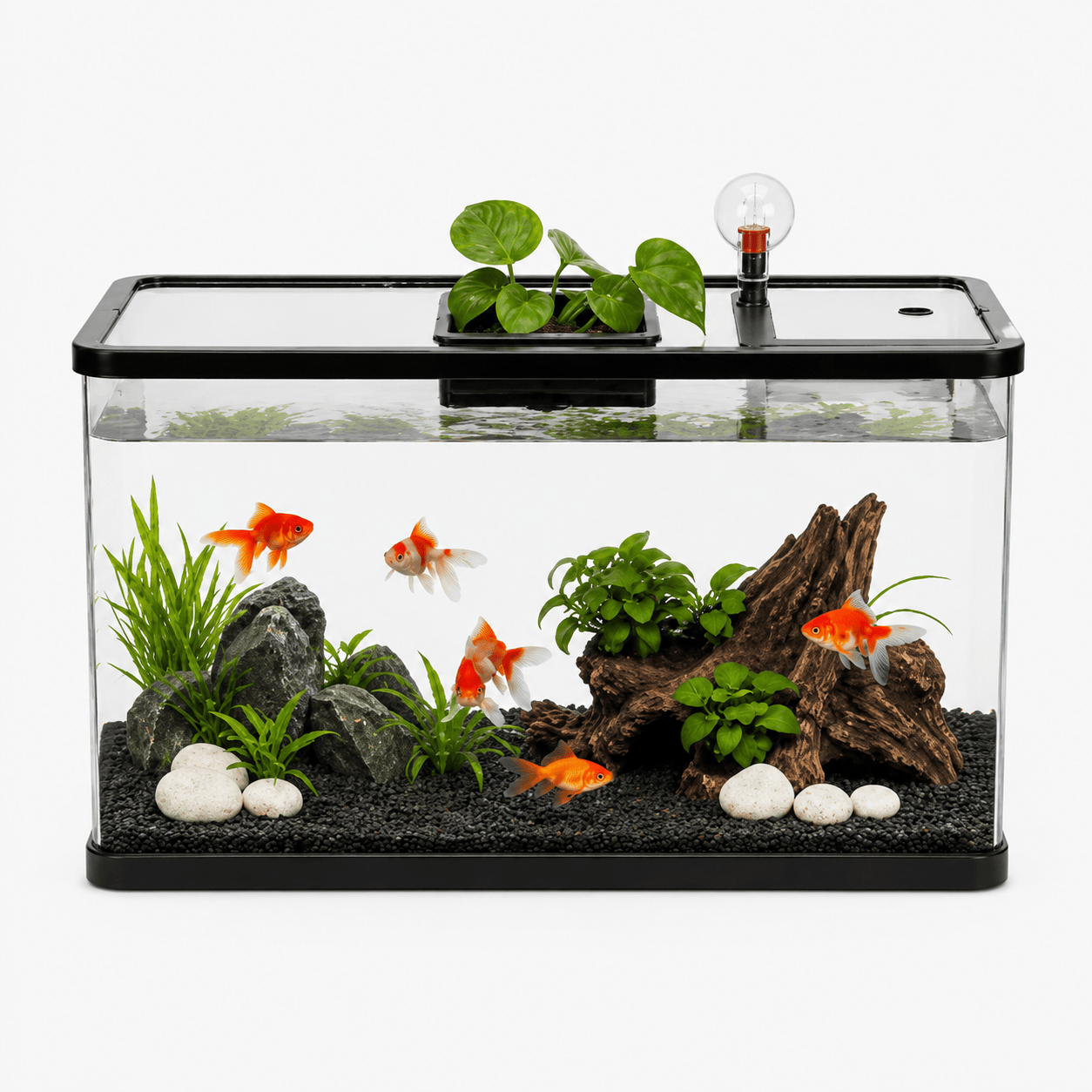 Aquarium Modern Design
