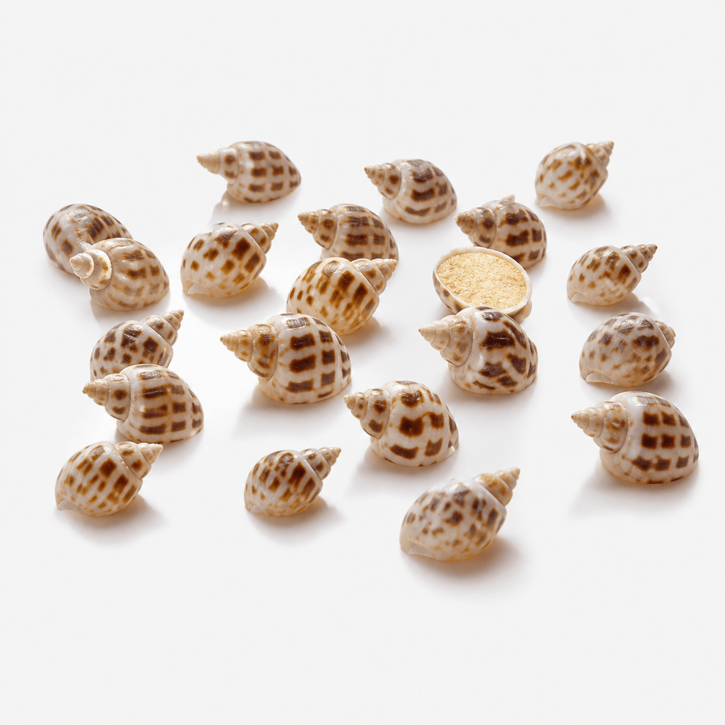 Aquarium Shells