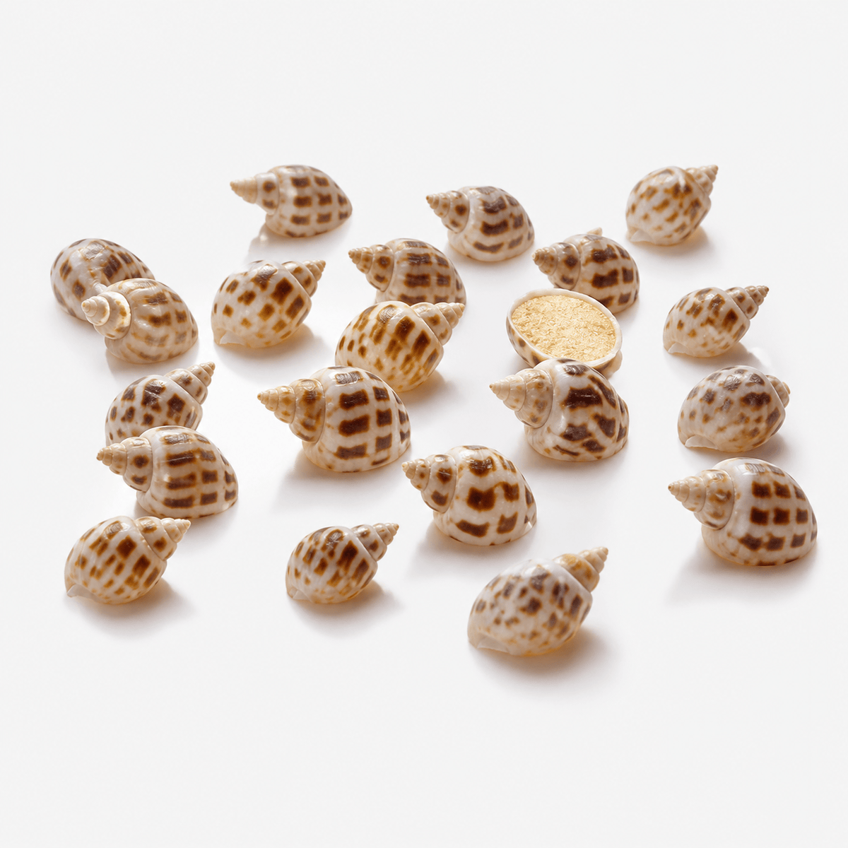 Aquarium Shells