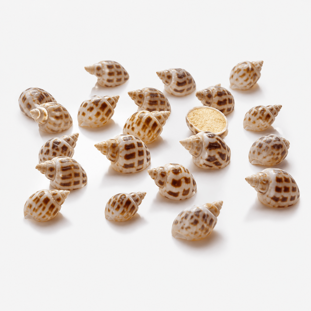 Aquarium Shells