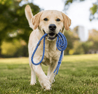 Dog Knotted Rope
