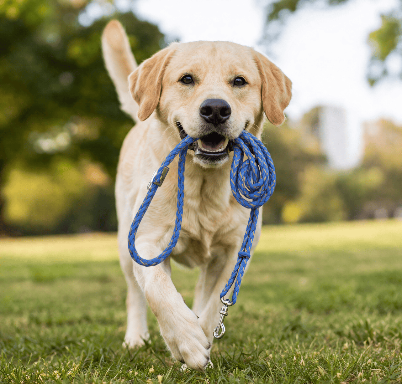 Dog Knotted Rope