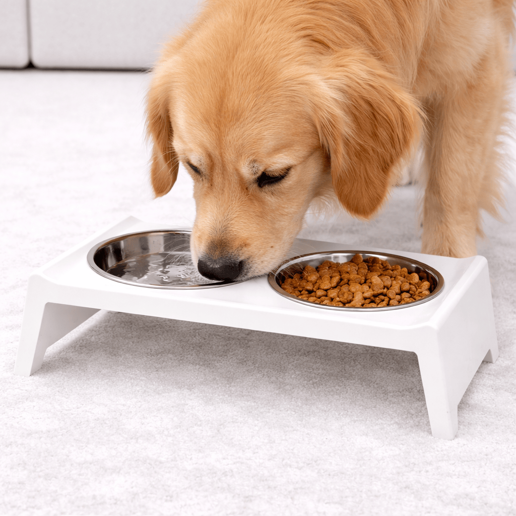 Double Dog Bowl