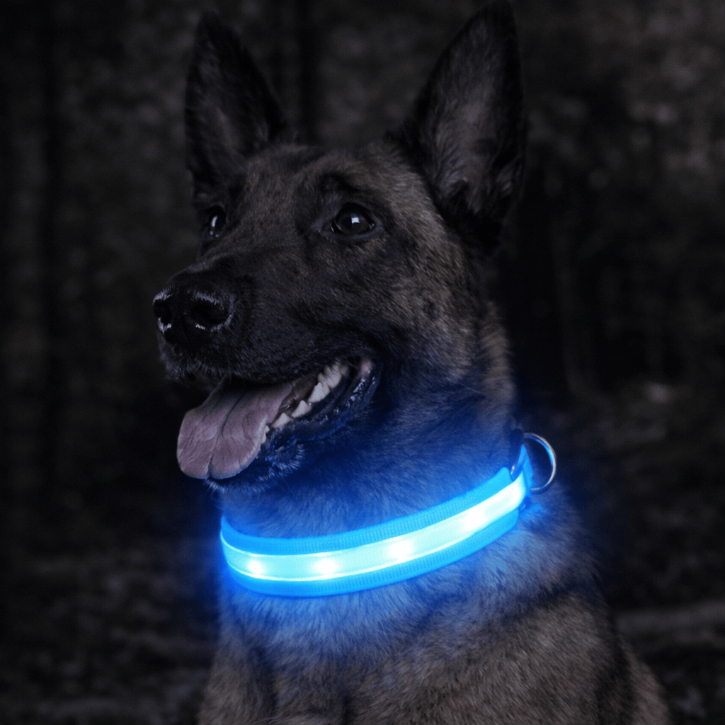 LED Dog Light Collar